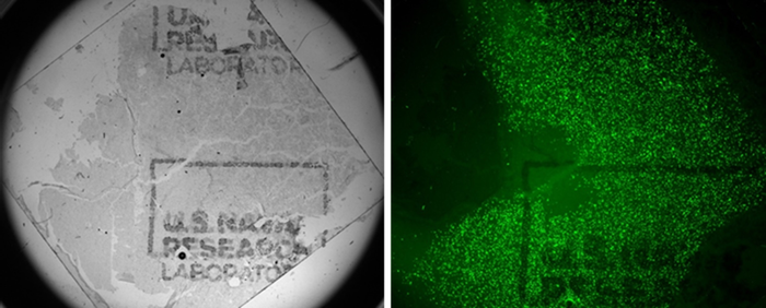 Cell culture with gelatin and reduced graphene oxide