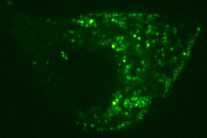 Enhanced View of Cell using Single-Pixel Interior Filling Function