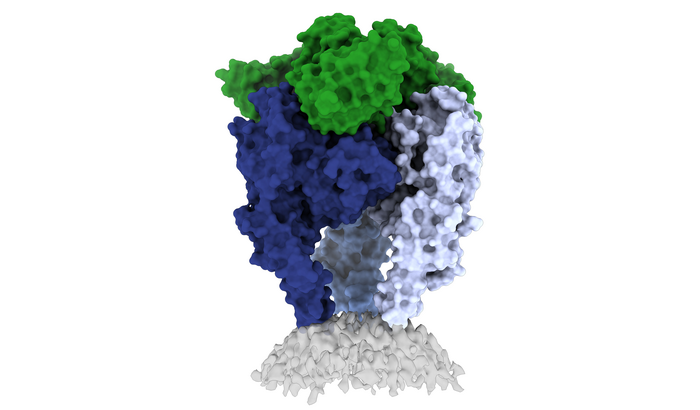 Rabies glycoprotein structure