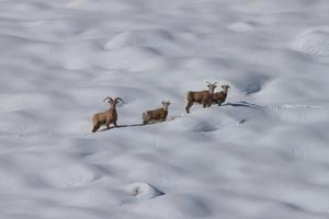 Bighorn sheep in the Sierra Nevada