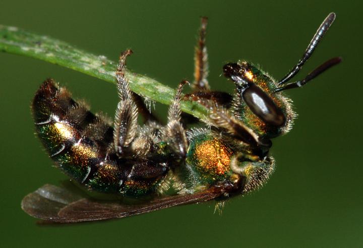 <i>Agapostemon virescens</i>