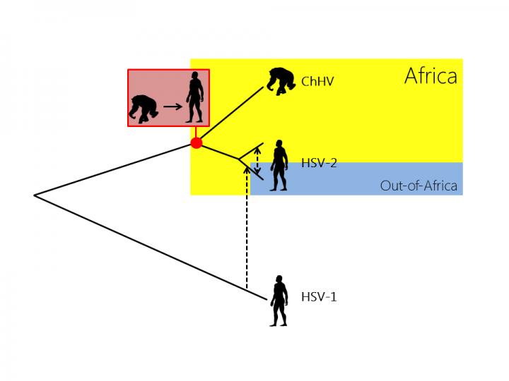New Model of Herpes Evolution