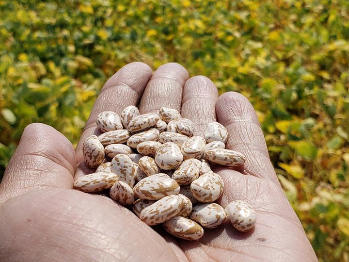 Cotton Seeds