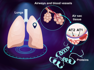 Proteins in lungs