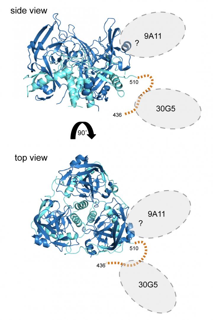 Marburg Antibodies