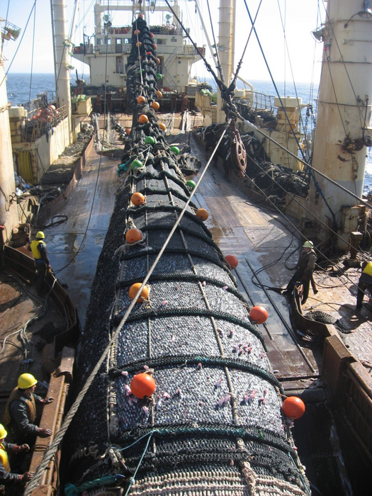 Industrial fishing in Falkland Islands © Anna Schuhbauer