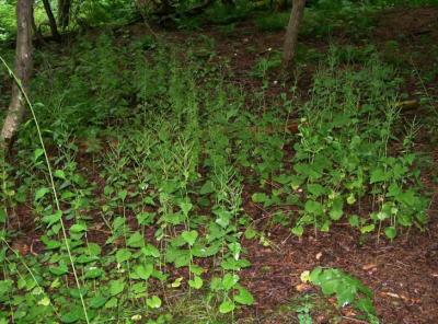Garlic Mustard (2 of 2)