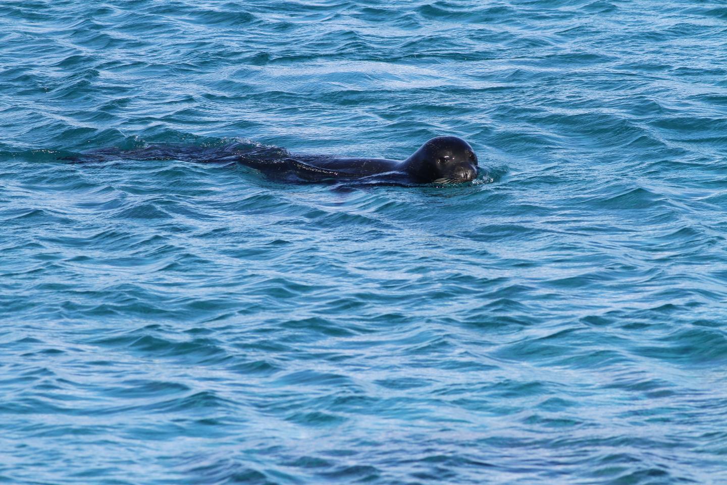 Adult monk seal