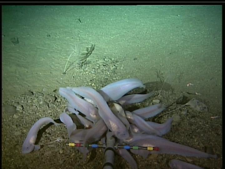 Snailfish in the Kermadec Trench (Joel Blum)