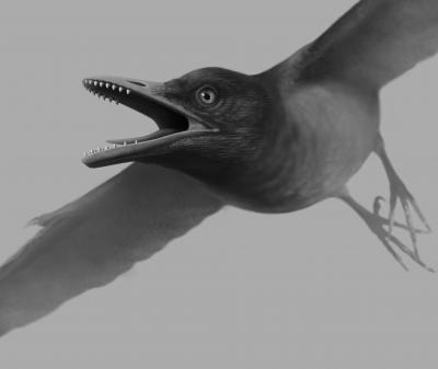 Artist's Reconstruction of <i>Sulcavis geeorum</i> in Flight