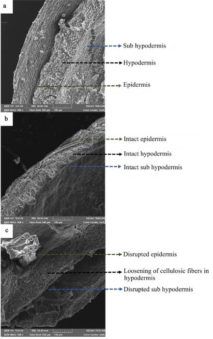 A New Discovery in Extraction Technology of HEMP Fiber