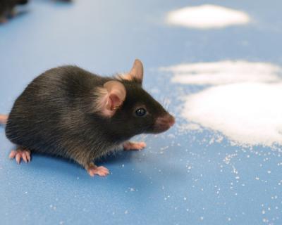 Comparing Strains of Lab Mice Reveals Mutations (5 of 9)