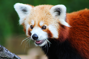 Red panda up close