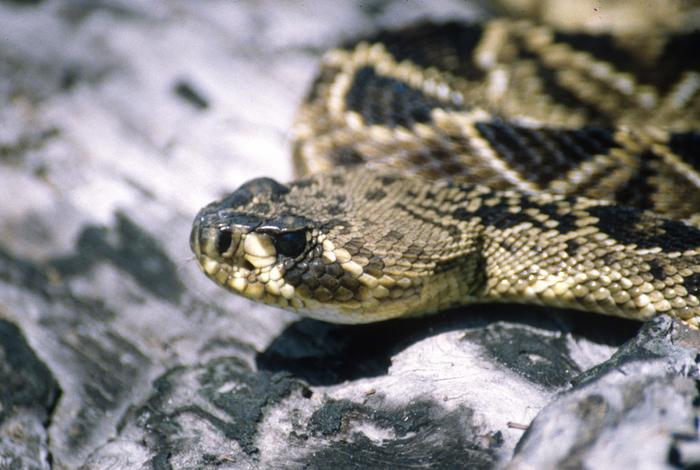 When it Comes to Snakes - Play it Safe! > Edwards Air Force Base > Article  View