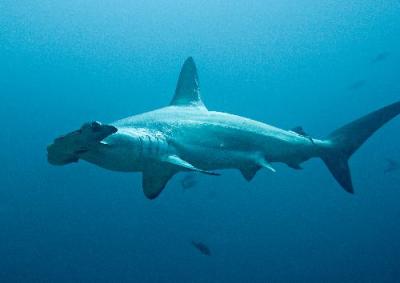 Scalloped Hammerhead