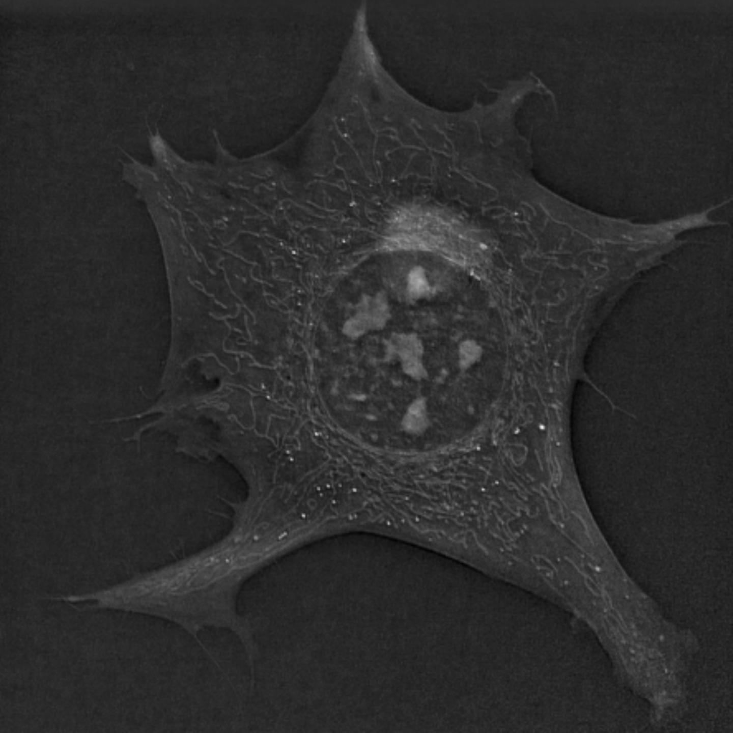 Novel 3D Microscopy Technique Reveals New Phenomena in Living Cells
