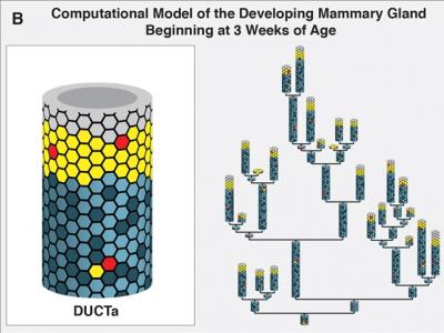 ABM for Mammary Gland