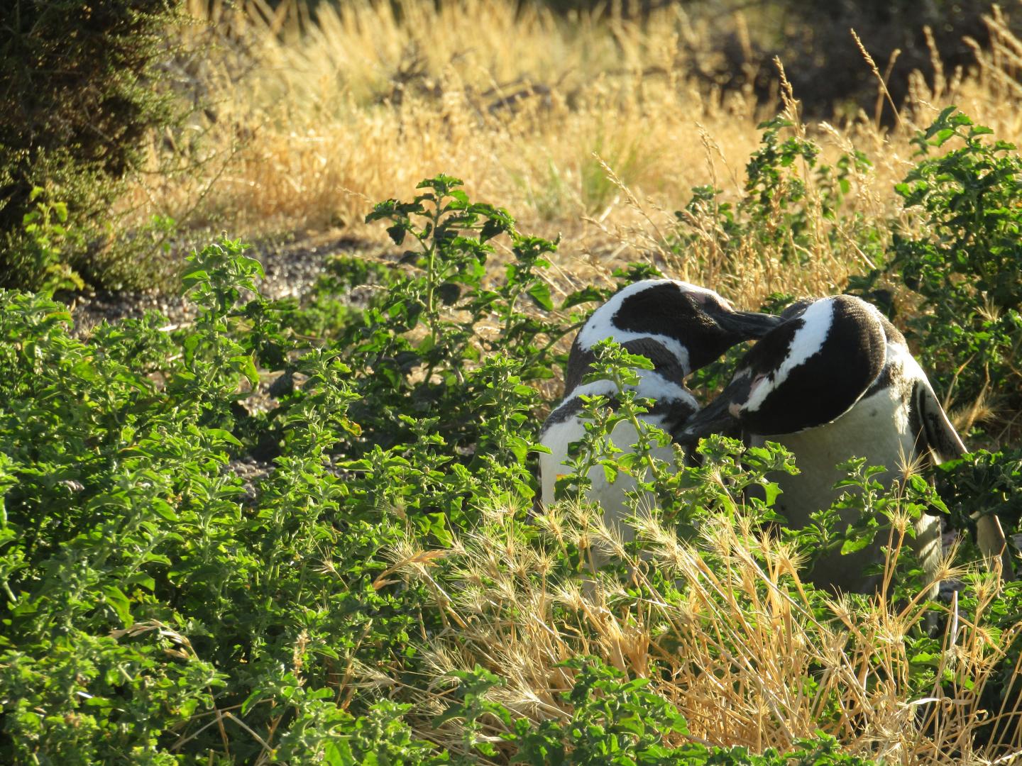 Magellanic Penguin Pair Preening