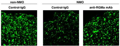 Fig.3 RGMa Inhibition Attenuates Neuronal Damage in NMO Model Rats