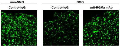 Fig.3 RGMa Inhibition Attenuates Neuronal Damage in NMO Model Rats