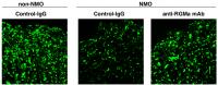 Fig.3 RGMa Inhibition Attenuates Neuronal Damage in NMO Model Rats