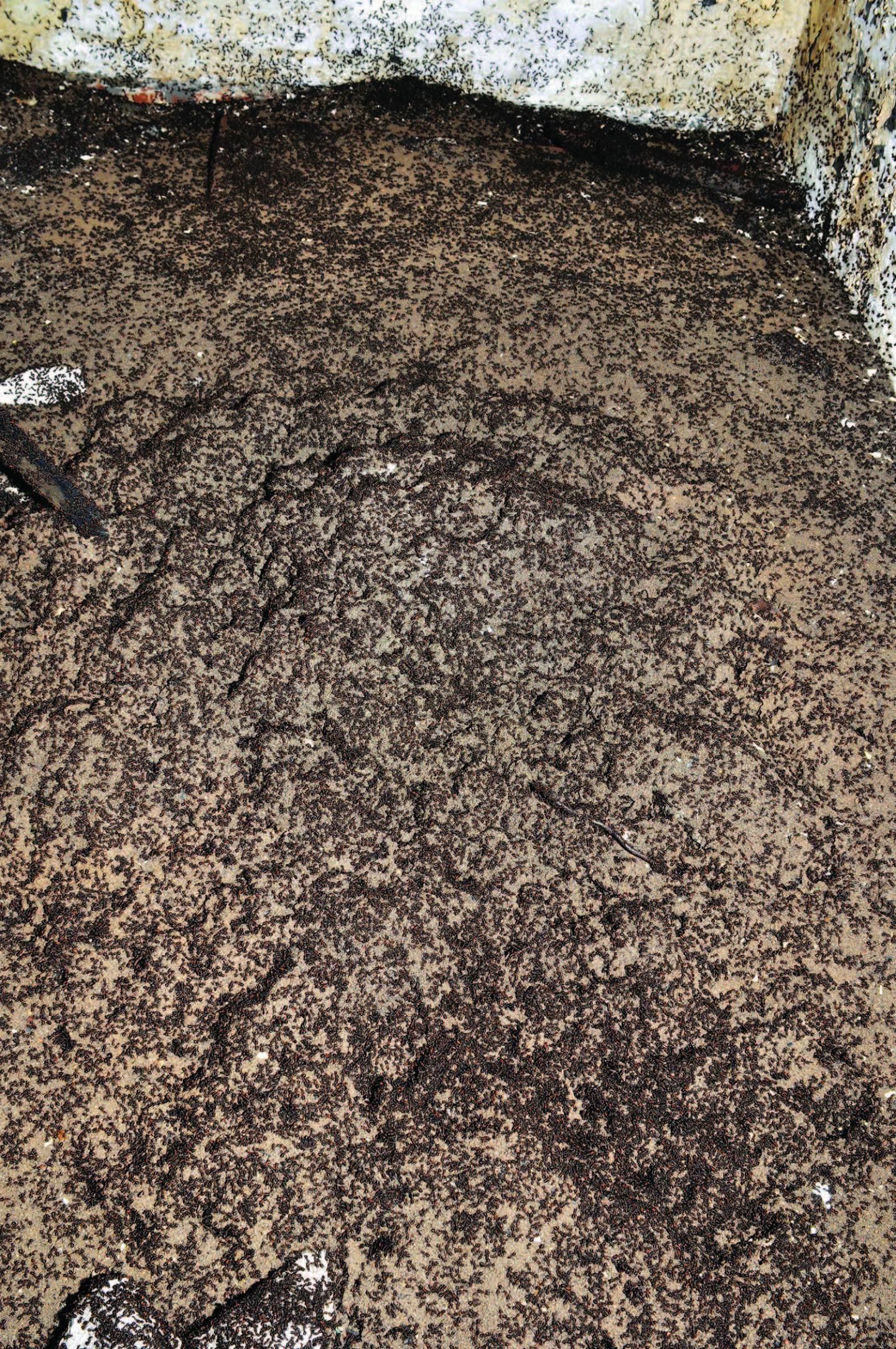 Close-Up of the Mound of the Bunker 'colony'