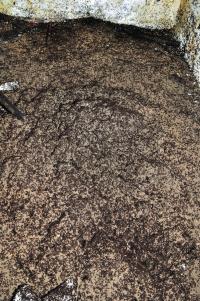Close-Up of the Mound of the Bunker 'colony'