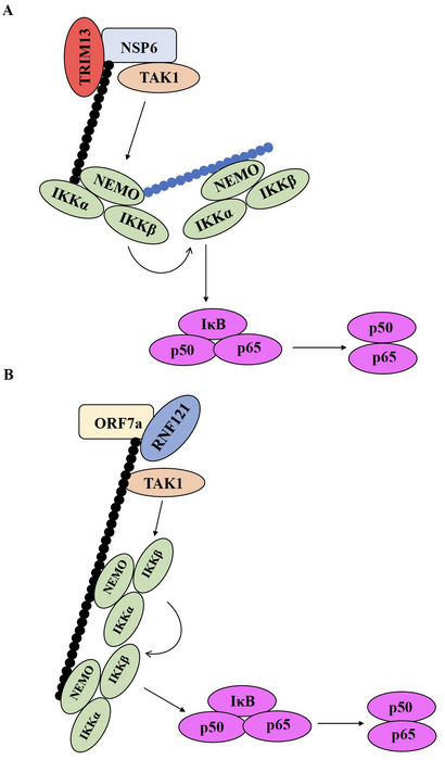 Possible mechanisms of NF-κB pathway activation in severe COVID-19