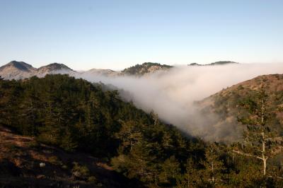 Fog Rolls in through a Valley on Santa Cruz Island, Reaching a Forest of Bishop Pine Trees