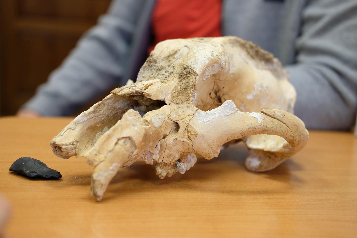 The skull of a small cave bear and a replica of the arrowhead (left)