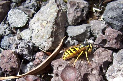 Megan Eckles Lures Yellowjacket Wasps with Protein-Rich Bait