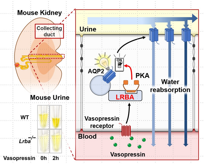 LRBA assists PKA to switch on AQP2 water channels for the prevention of further water loss from the body during dehydration