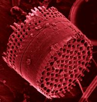 Diatom Preserved in Lake Sediments