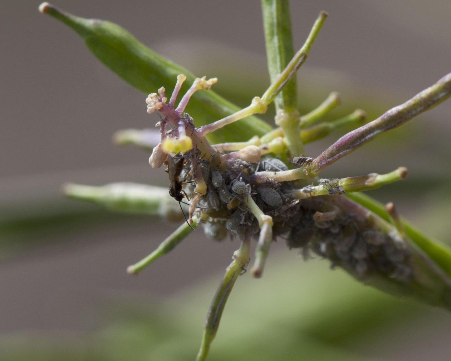 Aphids of <i>Brevicoryne brassicae</i>
