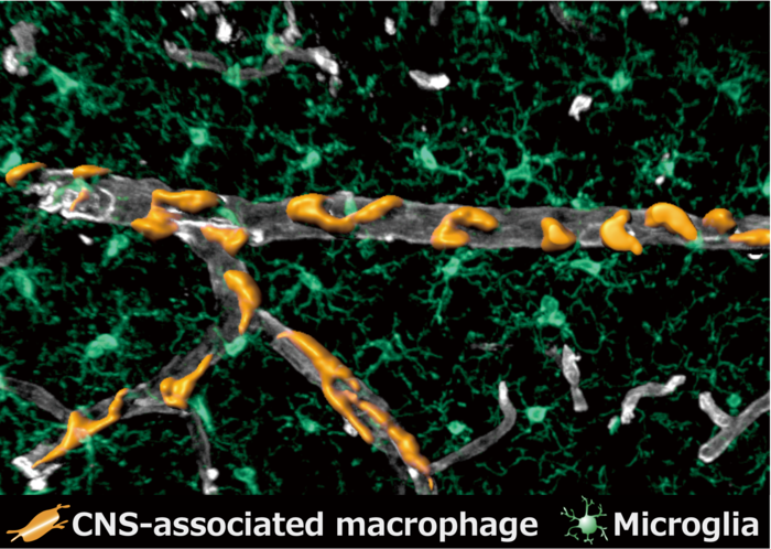 Image of central-nervous-system-associated macrophages in the brain