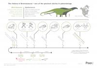 <I>Brontosaurus</I> Infographic