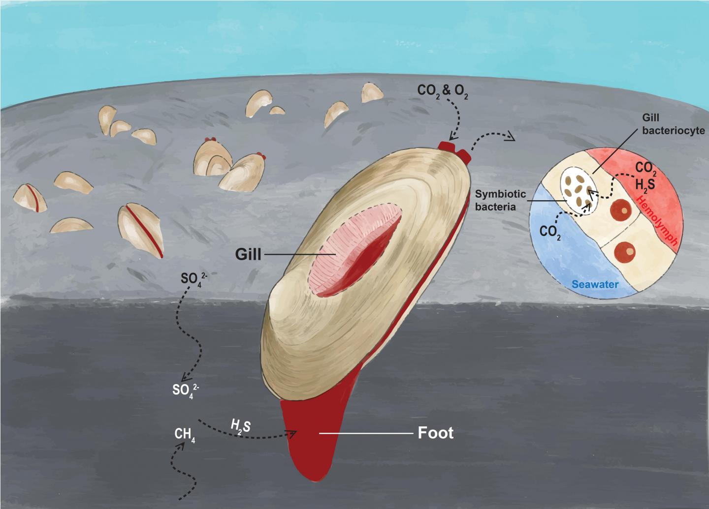 a clam with its foot extending deep into the sediment