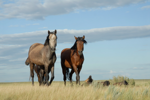 Horses on Steppe