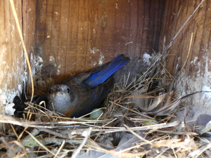 Western bluebird in nest box