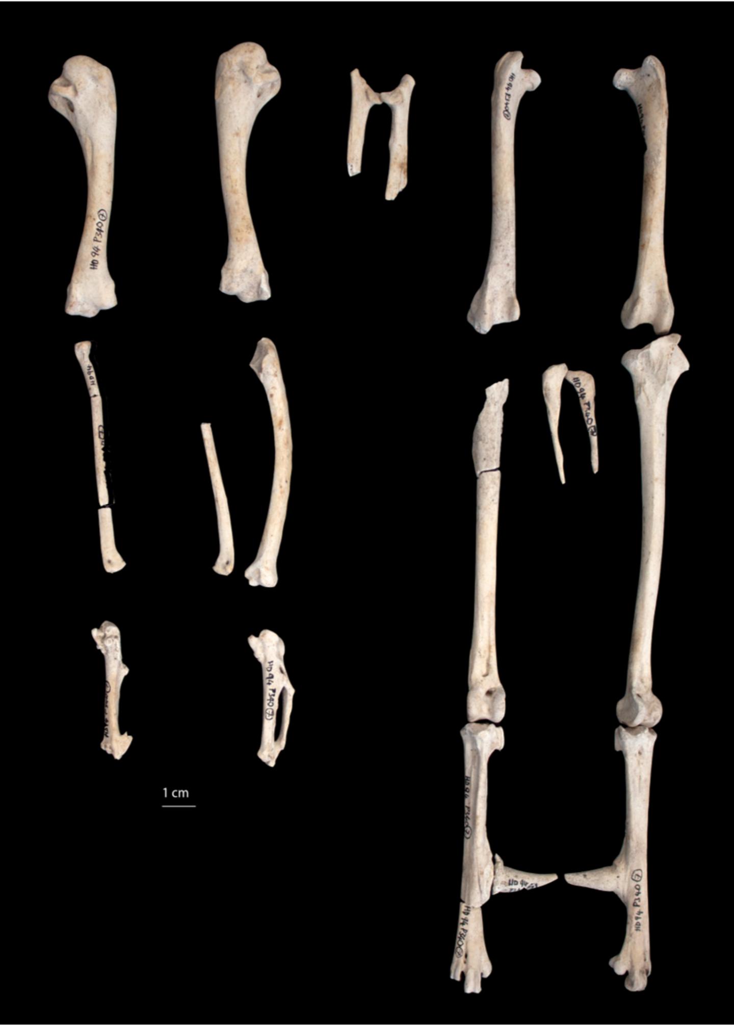 Iron Age Cockerel from Houghton Down, Hampshire