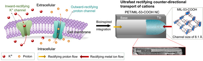 Ultrafast rectifying counter-directional transport of proton and metal ions in MOFS based nanochannels