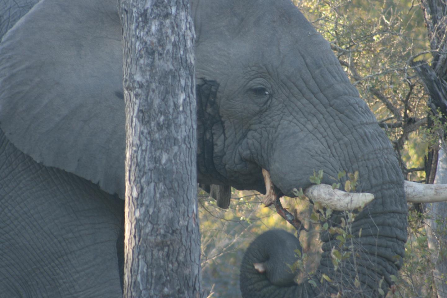 African Elephant Munching Leaves