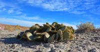 Beavertail cactus at the Mars Desert Research Station (MDRS)