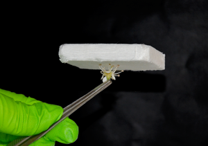 Wood aerogel for insulation