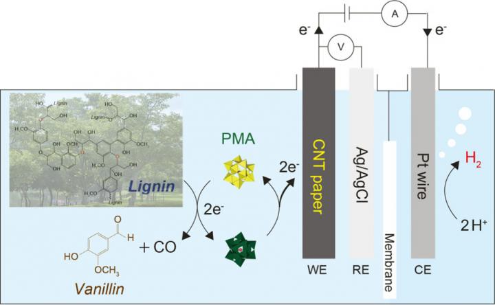 Schematic Diagram of Byproduct Production and Hydrogen Evolution