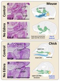 The Effects of Ednra Inhibition in Mice and Chicks