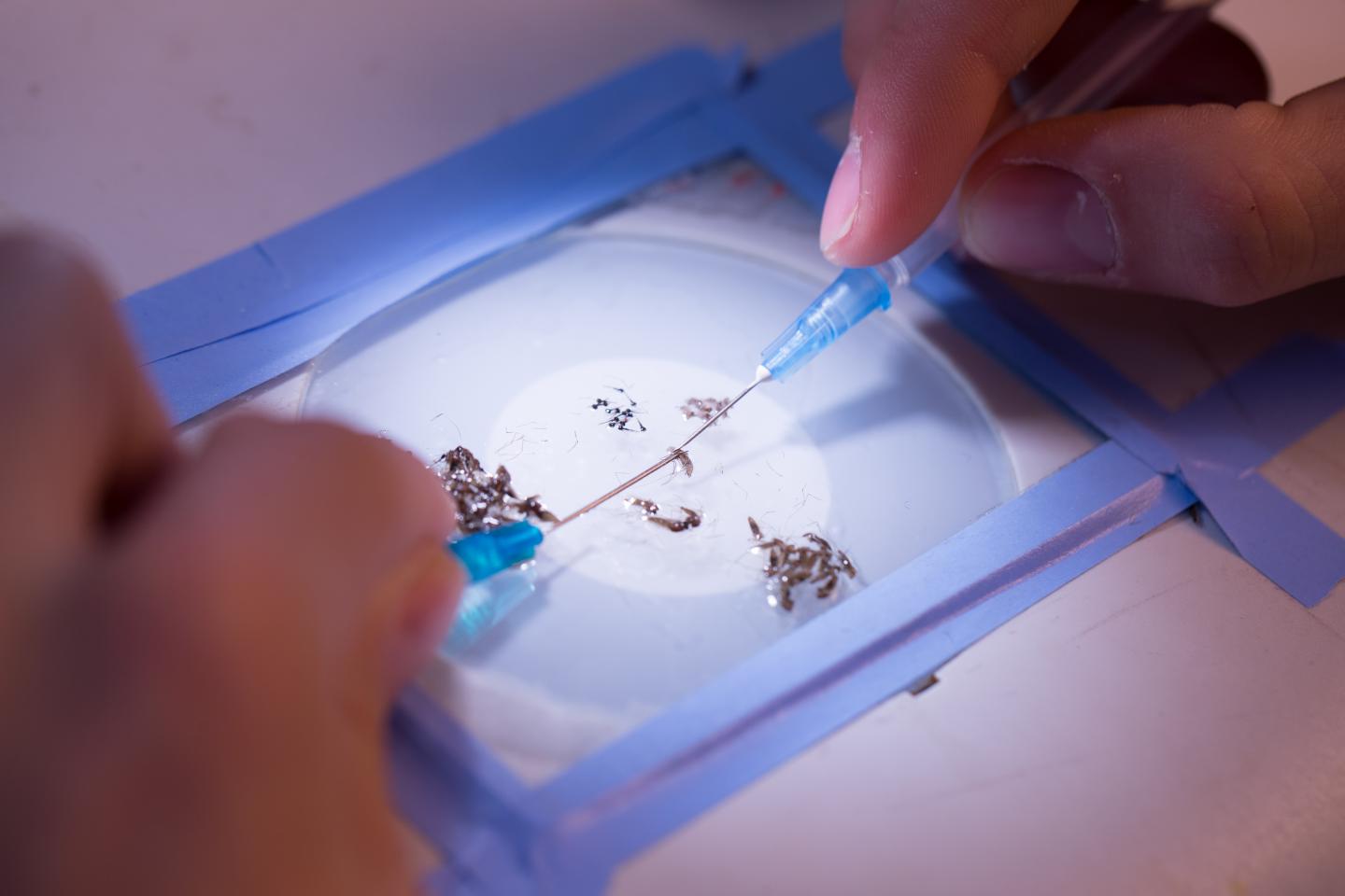 Dissecting Malaria Infected Mosquitos