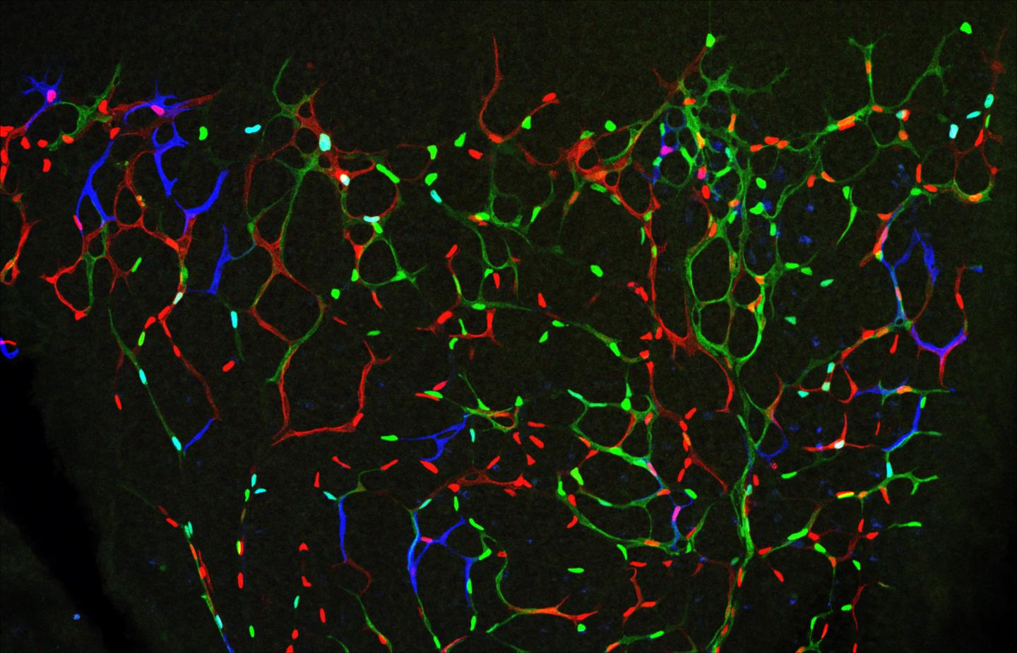 Endothelial Cells