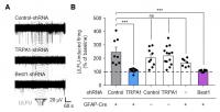 Figure 3 the Gene-Silencing of TRPA1 or Best1 Abolished LILFU-Induced Enhancement of Neuronal Firing