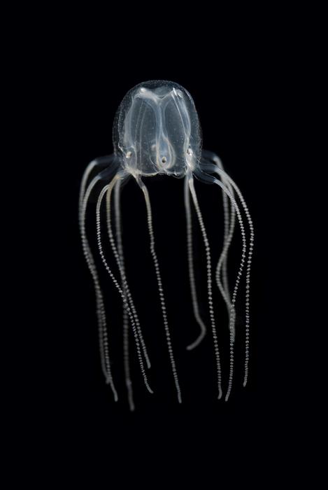 A Caribbean box jellyfish. Black dots embedded low on the bell are the animal’s visual sensory and learning center called rhopalia.